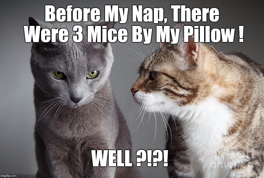You Didn't Share ?!?! | Before My Nap, There Were 3 Mice By My Pillow ! WELL ?!?! | image tagged in you didn't share | made w/ Imgflip meme maker