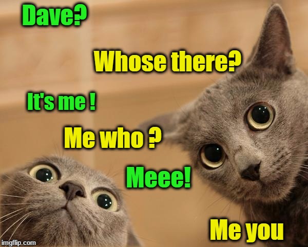Good catnip | Dave? Whose there? It's me ! Me you; Me who ? Meee! | image tagged in startled cats | made w/ Imgflip meme maker