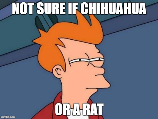 Not sure if chihuahua or rat | NOT SURE IF CHIHUAHUA; OR A RAT | image tagged in memes,futurama fry | made w/ Imgflip meme maker
