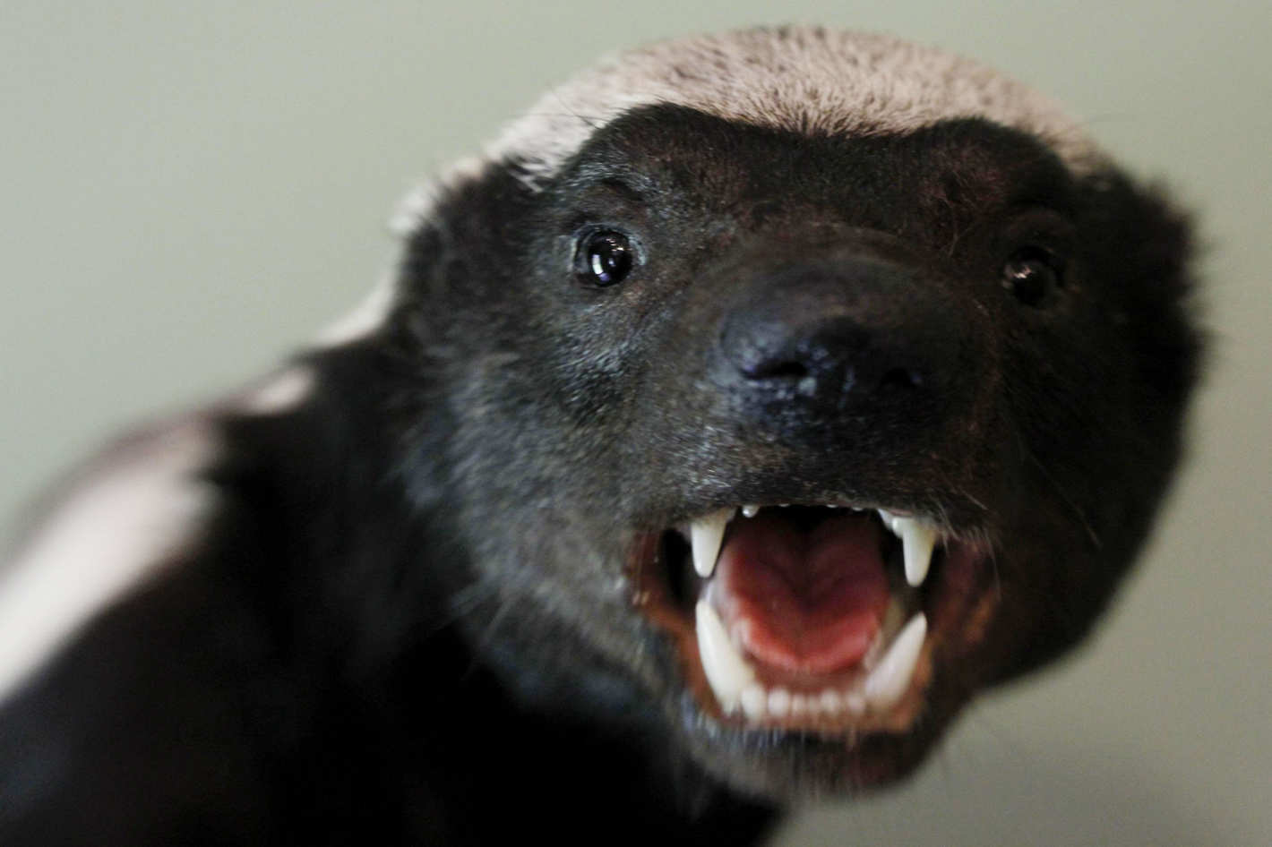 Honey Badger Blank Meme Template