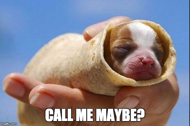 puppy burrito | CALL ME MAYBE? | image tagged in puppy burrito | made w/ Imgflip meme maker
