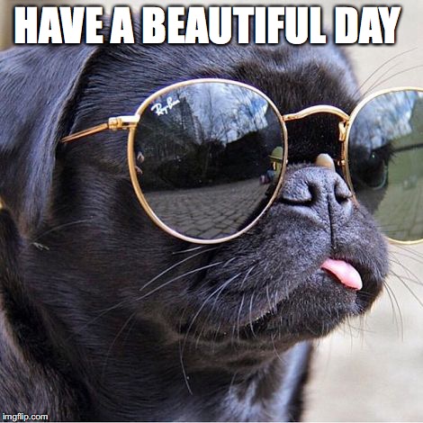 Pug in glasses | HAVE A BEAUTIFUL DAY | image tagged in pug in glasses | made w/ Imgflip meme maker