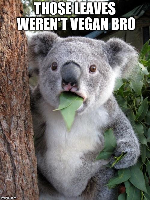 Surprised Koala Meme | THOSE LEAVES WEREN'T VEGAN BRO | image tagged in memes,surprised koala | made w/ Imgflip meme maker