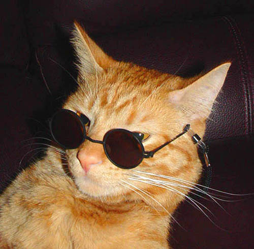 High Quality Sunglasses Cat Blank Meme Template