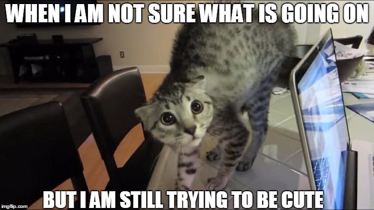 scared cute cat | WHEN I AM NOT SURE WHAT IS GOING ON; BUT I AM STILL TRYING TO BE CUTE | image tagged in cute cat,scared cat,nervous | made w/ Imgflip meme maker
