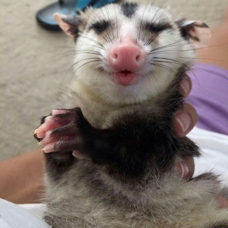 Plotting Possum Blank Meme Template