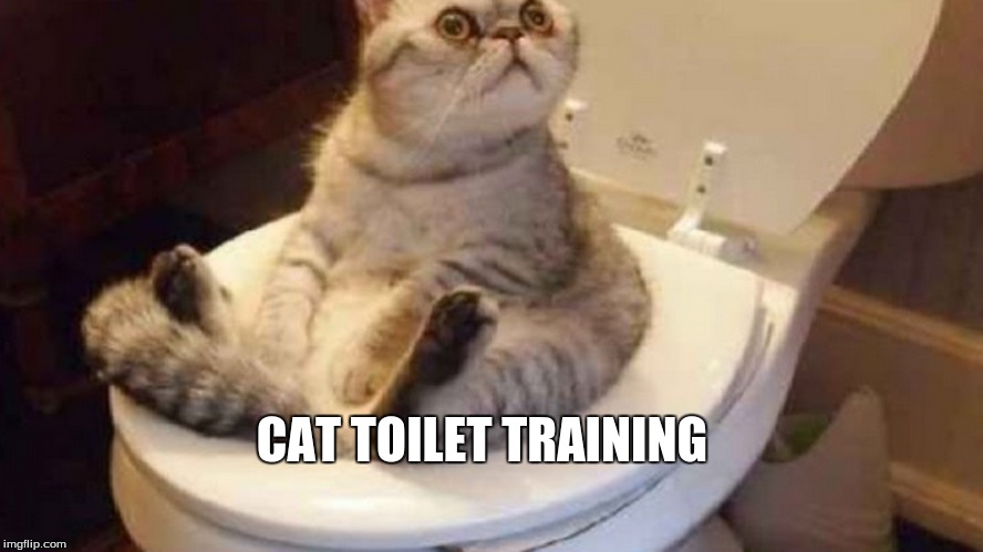 Cats toilet trainig | CAT TOILET TRAINING | image tagged in lol | made w/ Imgflip meme maker