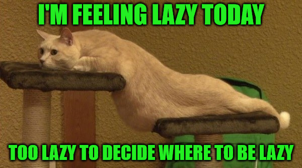 Lazy Level = Expert | I'M FEELING LAZY TODAY; TOO LAZY TO DECIDE WHERE TO BE LAZY | image tagged in memes,cats,animals,lazy,seriously lazy,like championship level lazy | made w/ Imgflip meme maker