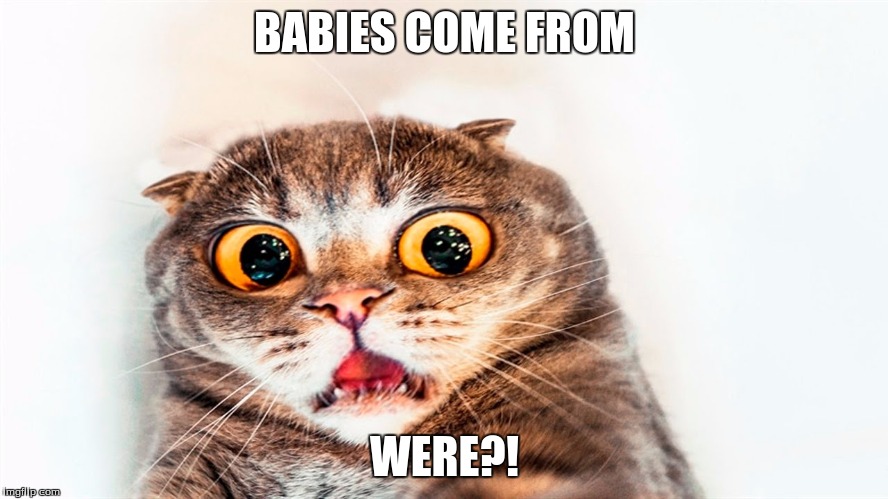 CATS | BABIES COME FROM; WERE?! | image tagged in babies | made w/ Imgflip meme maker