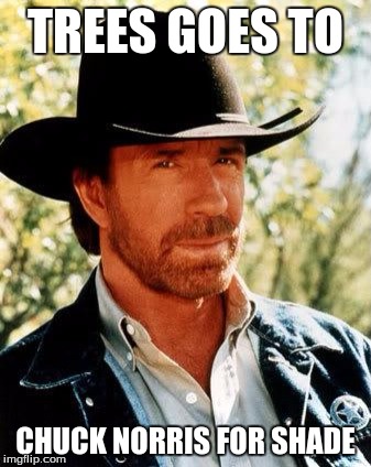 Chuck Norris | TREES GOES TO; CHUCK NORRIS FOR SHADE | image tagged in memes,chuck norris | made w/ Imgflip meme maker