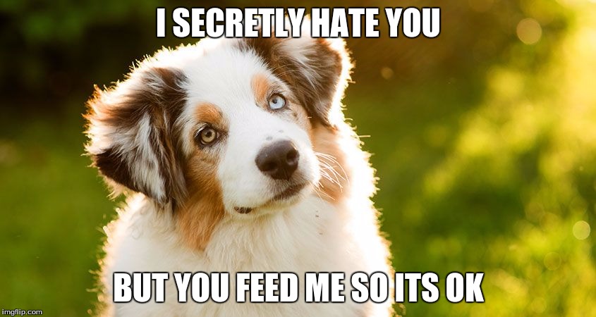 I SECRETLY HATE YOU; BUT YOU FEED ME SO ITS OK | image tagged in dogs | made w/ Imgflip meme maker