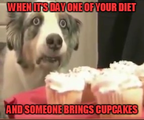 We all know that feeling | WHEN IT'S DAY ONE OF YOUR DIET; AND SOMEONE BRINGS CUPCAKES | image tagged in memes,dogs,animals,trhtimmy | made w/ Imgflip meme maker