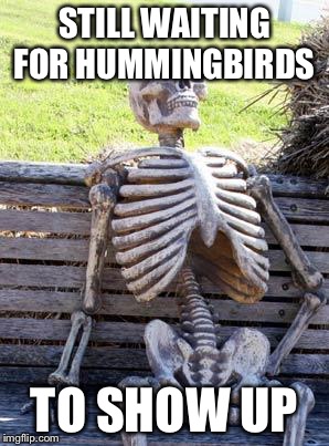 Waiting Skeleton | STILL WAITING FOR HUMMINGBIRDS; TO SHOW UP | image tagged in memes,waiting skeleton | made w/ Imgflip meme maker