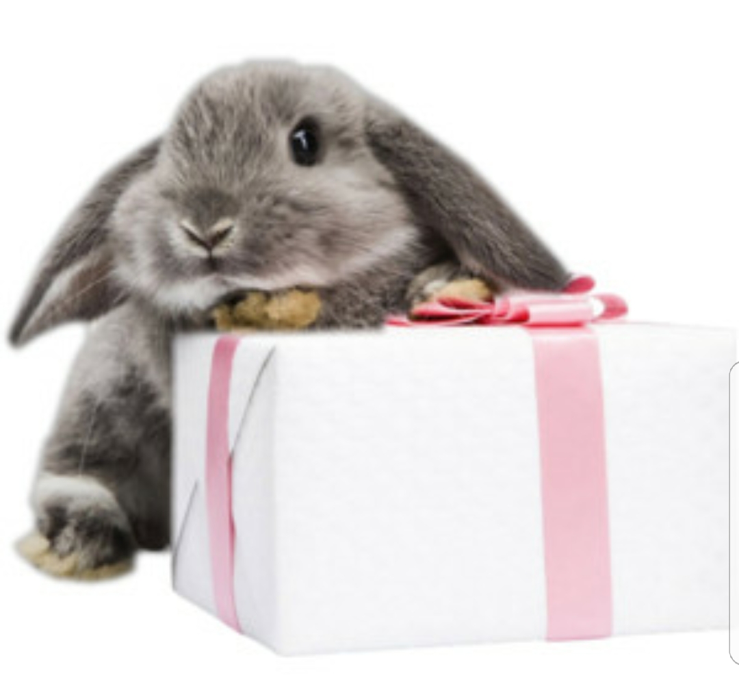 Bunny with present Blank Meme Template