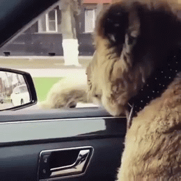 image tagged in gifs | made w/ Imgflip video-to-gif maker