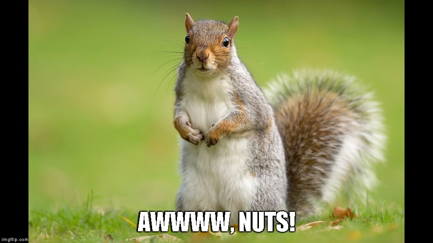 AWWWW, NUTS! | image tagged in squirrel | made w/ Imgflip meme maker