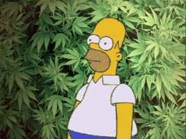 simpson and weed Blank Meme Template