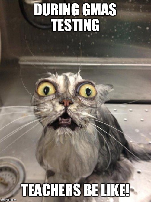 Traumatized Wet Cat | DURING GMAS TESTING; TEACHERS BE LIKE! | image tagged in traumatized wet cat | made w/ Imgflip meme maker