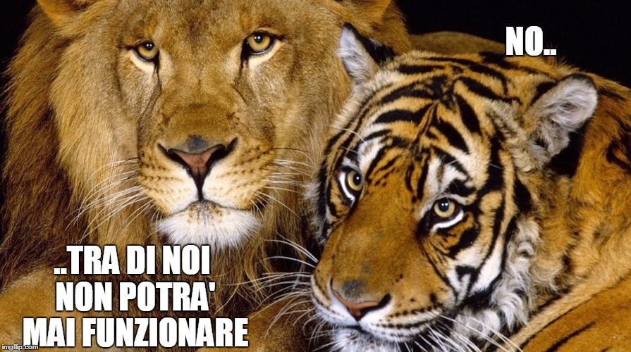 NO.. ..TRA DI NOI NON POTRA' MAI FUNZIONARE | image tagged in liger | made w/ Imgflip meme maker