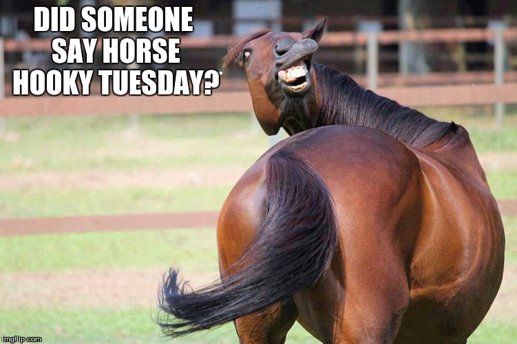 DID SOMEONE SAY HORSE HOOKY TUESDAY? | image tagged in horse face | made w/ Imgflip meme maker