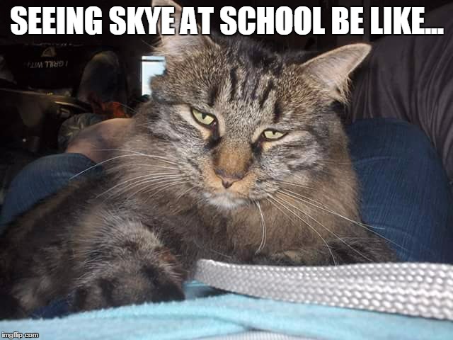 Skye | SEEING SKYE AT SCHOOL BE LIKE... | image tagged in skye | made w/ Imgflip meme maker