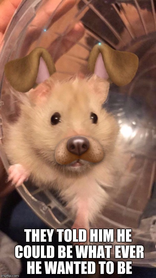 hamster  | THEY TOLD HIM HE COULD BE WHAT EVER HE WANTED TO BE | image tagged in funny memes | made w/ Imgflip meme maker