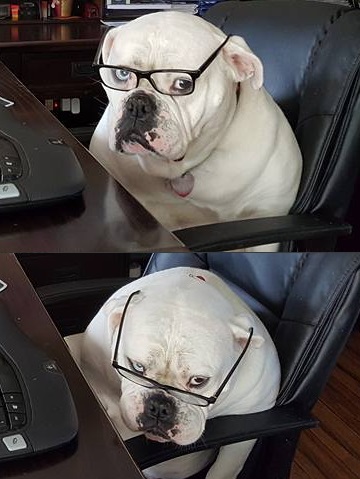 Accountant Dog Blank Meme Template