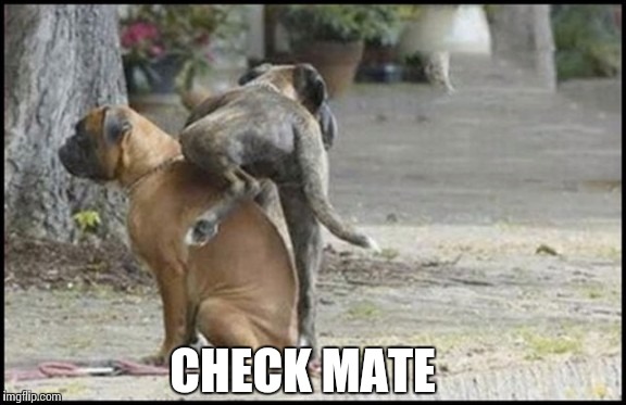 DOG CHESS  | CHECK MATE | image tagged in funny dogs | made w/ Imgflip meme maker