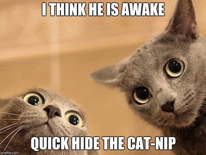 cat-nip | I THINK HE IS AWAKE; QUICK HIDE THE CAT-NIP | image tagged in cat | made w/ Imgflip meme maker