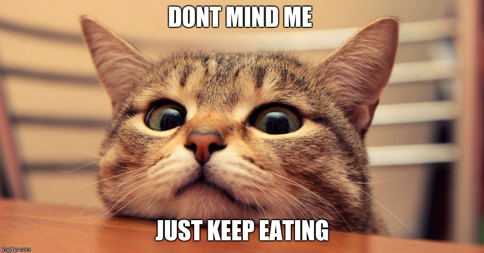 stalker | DONT MIND ME; JUST KEEP EATING | image tagged in cat | made w/ Imgflip meme maker