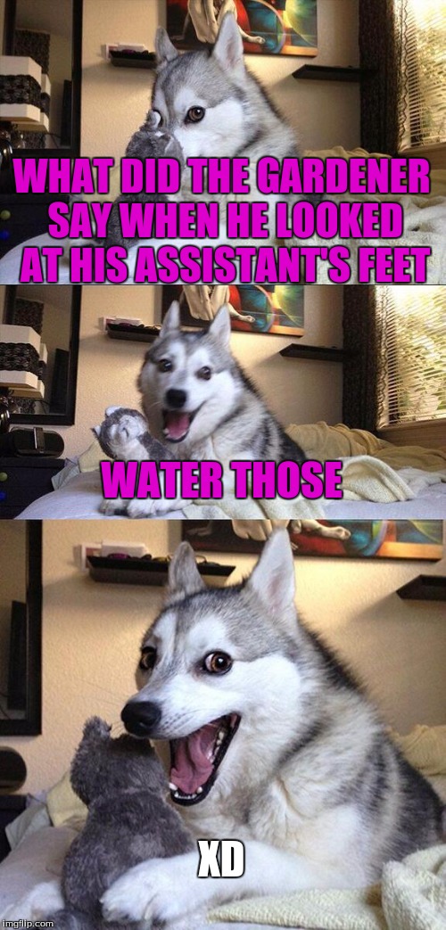 Bad Pun Dog | WHAT DID THE GARDENER SAY WHEN HE LOOKED AT HIS ASSISTANT'S FEET; WATER THOSE; XD | image tagged in memes,bad pun dog | made w/ Imgflip meme maker