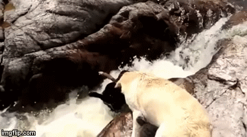 True hero....or did he just want that stick? | image tagged in gifs,dogs | made w/ Imgflip video-to-gif maker