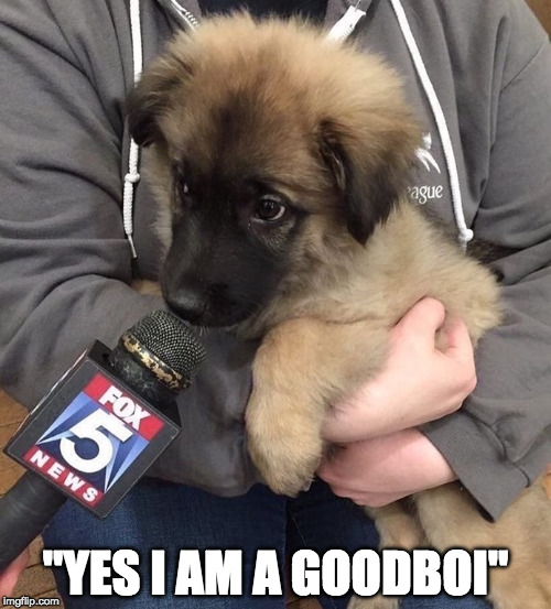 "YES I AM A GOODBOI" | image tagged in puppy interview,AdviceAnimals | made w/ Imgflip meme maker