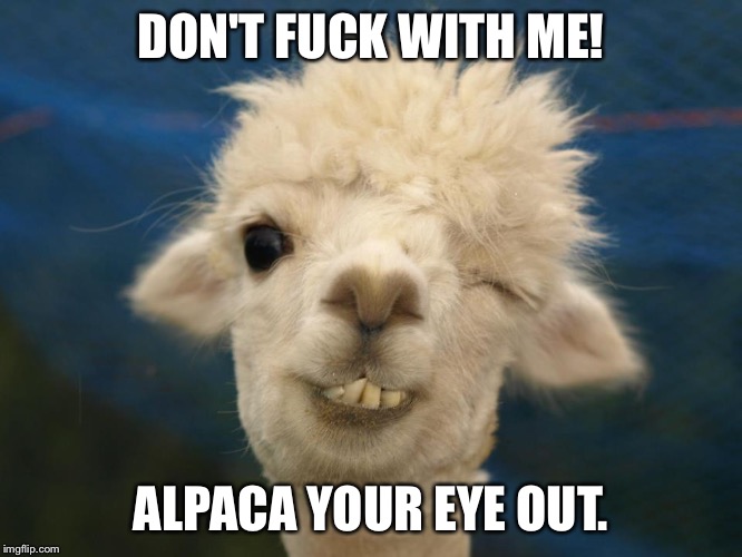 alpaca | DON'T FUCK WITH ME! ALPACA YOUR EYE OUT. | image tagged in alpaca | made w/ Imgflip meme maker