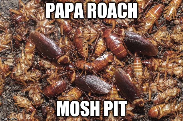 Papa Roach Mosh Pit | PAPA ROACH; MOSH PIT | image tagged in cockroach,papa roach,moshpit | made w/ Imgflip meme maker