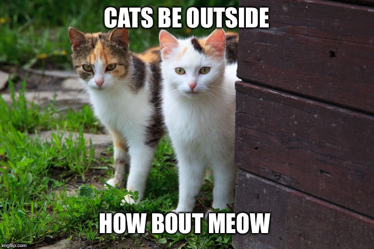 Cats be outside |  CATS BE OUTSIDE; HOW BOUT MEOW | image tagged in catch me outside how bout dat,cats,cash me outside | made w/ Imgflip meme maker