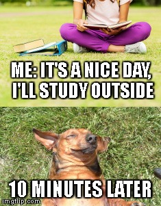 Studying on a sunny day | ME: IT'S A NICE DAY, I'LL STUDY OUTSIDE; 10 MINUTES LATER | image tagged in studying | made w/ Imgflip meme maker