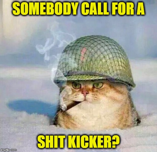War Cat | SOMEBODY CALL FOR A; SHIT KICKER? | image tagged in war cat | made w/ Imgflip meme maker