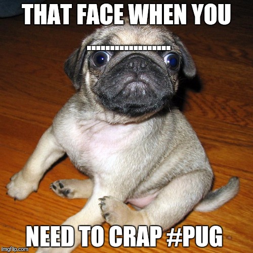 Pug  | THAT FACE WHEN YOU .................. NEED TO CRAP #PUG | image tagged in pug life | made w/ Imgflip meme maker