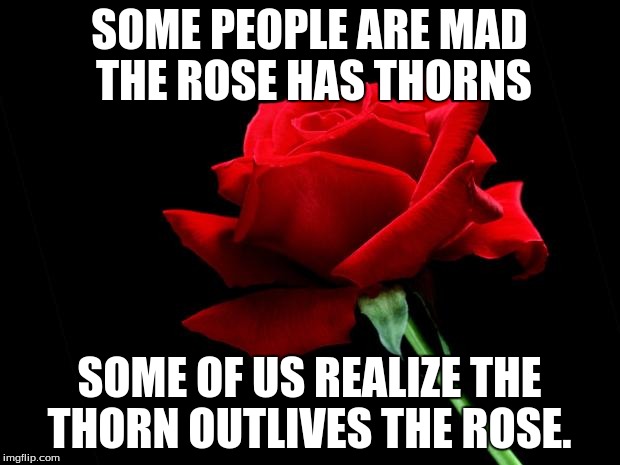 rose | SOME PEOPLE ARE MAD THE ROSE HAS THORNS; SOME OF US REALIZE THE THORN OUTLIVES THE ROSE. | image tagged in rose | made w/ Imgflip meme maker