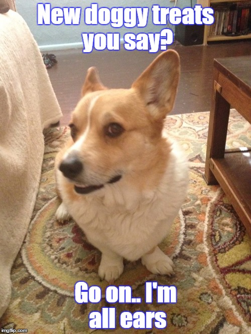 Corgi | New doggy treats you say? Go on.. I'm all ears | image tagged in im all ears | made w/ Imgflip meme maker