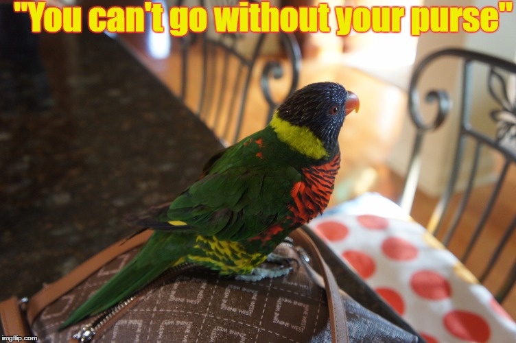 Stubborn Bird | "You can't go without your purse" | image tagged in bird,crazy eyed bird | made w/ Imgflip meme maker