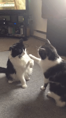 My cats are they cute | image tagged in gifs | made w/ Imgflip video-to-gif maker