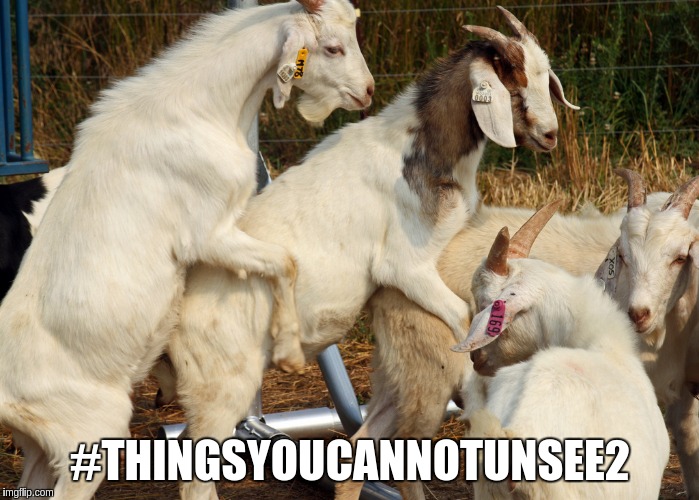 Goat Porn | #THINGSYOUCANNOTUNSEE2 | image tagged in goat porn | made w/ Imgflip meme maker