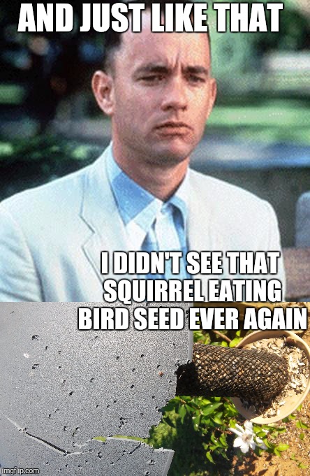 AND JUST LIKE THAT; I DIDN'T SEE THAT SQUIRREL EATING BIRD SEED EVER AGAIN | image tagged in forrest gump | made w/ Imgflip meme maker