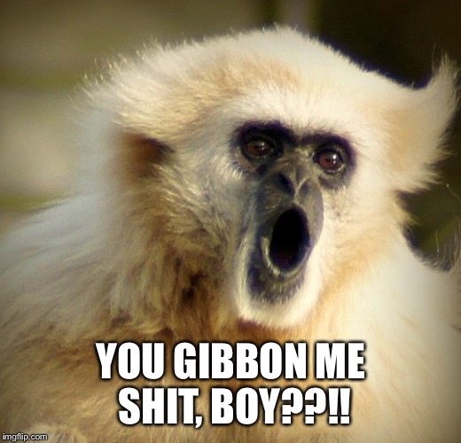 YOU GIBBON ME SHIT, BOY??!! | image tagged in funny | made w/ Imgflip meme maker