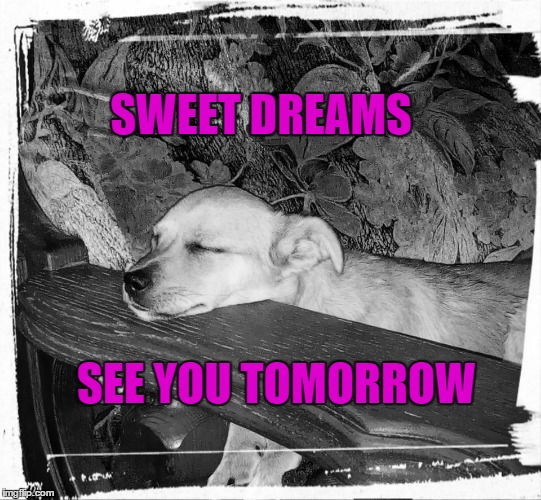 joschi | SWEET DREAMS; SEE YOU TOMORROW | image tagged in dog,dogs,sleepy dog,labrador,goodnight,night | made w/ Imgflip meme maker