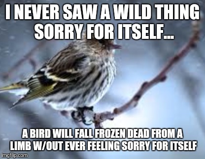 I NEVER SAW A WILD THING SORRY FOR ITSELF... A BIRD WILL FALL FROZEN DEAD FROM A LIMB W/OUT EVER FEELING SORRY FOR ITSELF | image tagged in depression,navy,military,movie quotes,movies,birds | made w/ Imgflip meme maker