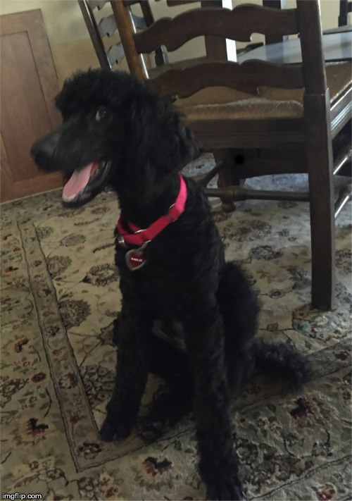 Marley's Funny Face Special | . | image tagged in marleys funny face,meme,dog,standard,poodle,gump | made w/ Imgflip meme maker