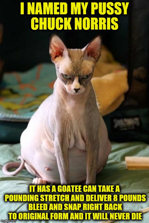 Clit Norris the hairless cat  | I NAMED MY PUSSY CHUCK NORRIS; IT HAS A GOATEE CAN TAKE A POUNDING STRETCH AND DELIVER 8 POUNDS BLEED AND SNAP RIGHT BACK TO ORIGINAL FORM AND IT WILL NEVER DIE | image tagged in pregnant cat,chuck norris week,memes,funny,pussy | made w/ Imgflip meme maker